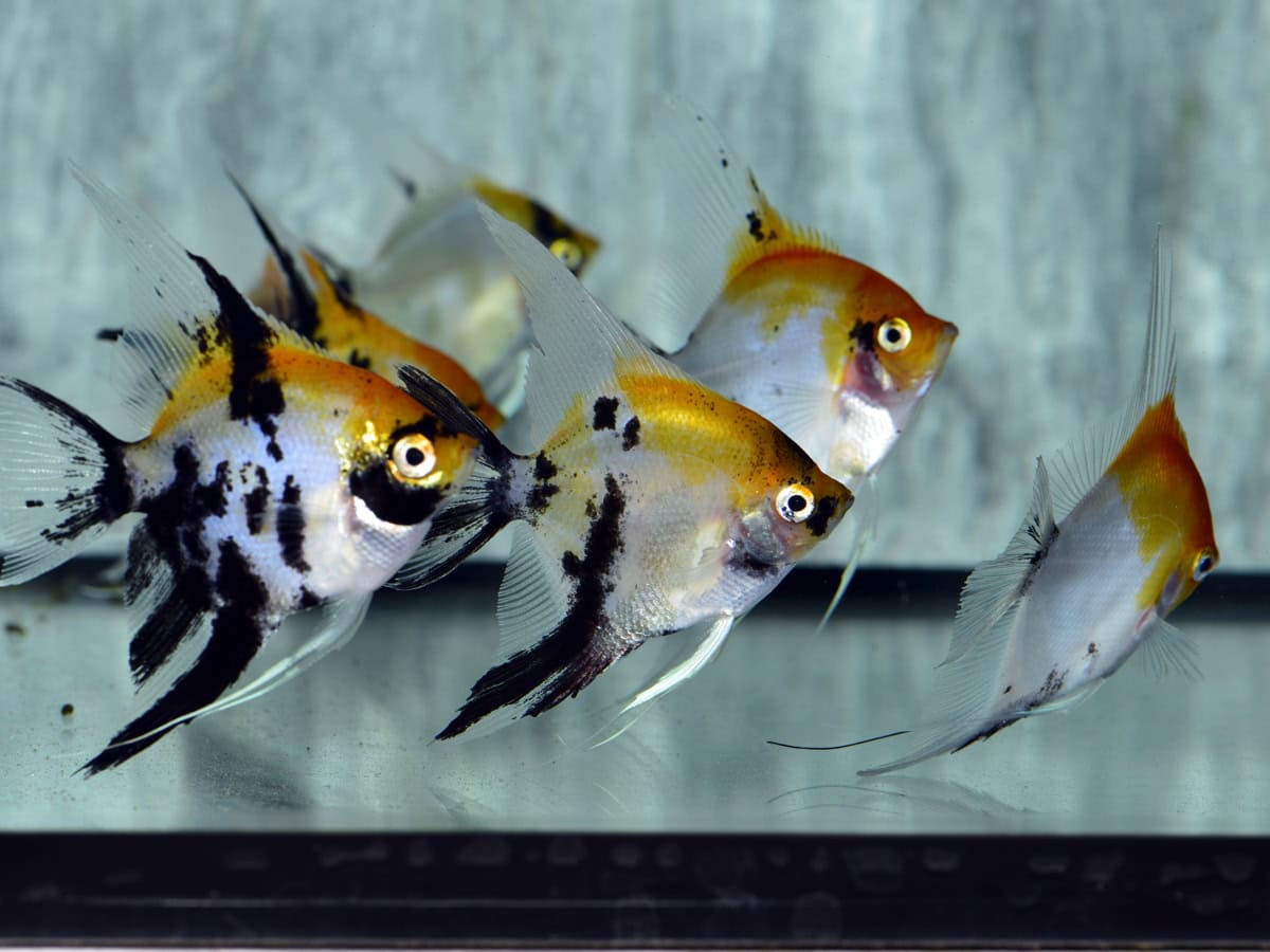 ZJ03963 Pterophyllum scalare "Koi-Goldkopf" - Skalar-Koi-Goldkopf, BIO SEC