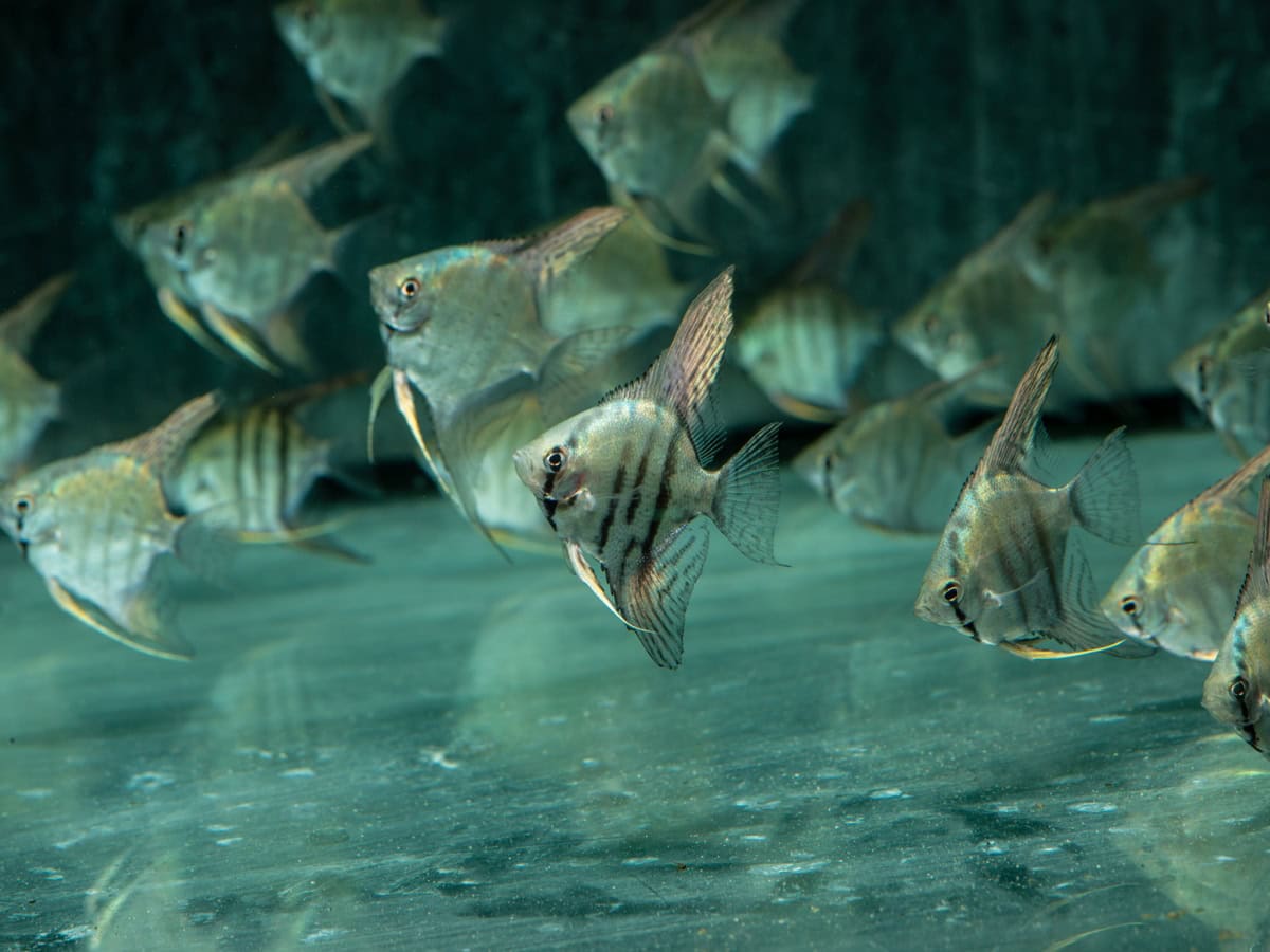 ZJ05 Pterophyllum scalare "Zebra" - Skalar-Zebra, BIO SEC