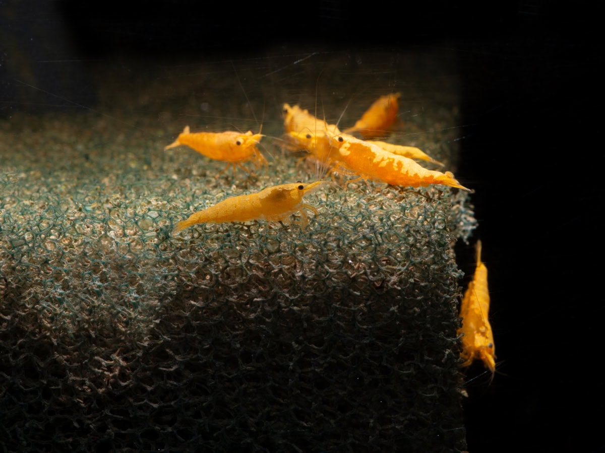 ZN1128 Neocaridina davidi "Orange Sakura" - Orange-Sakura-Zwerggarnele, NZ