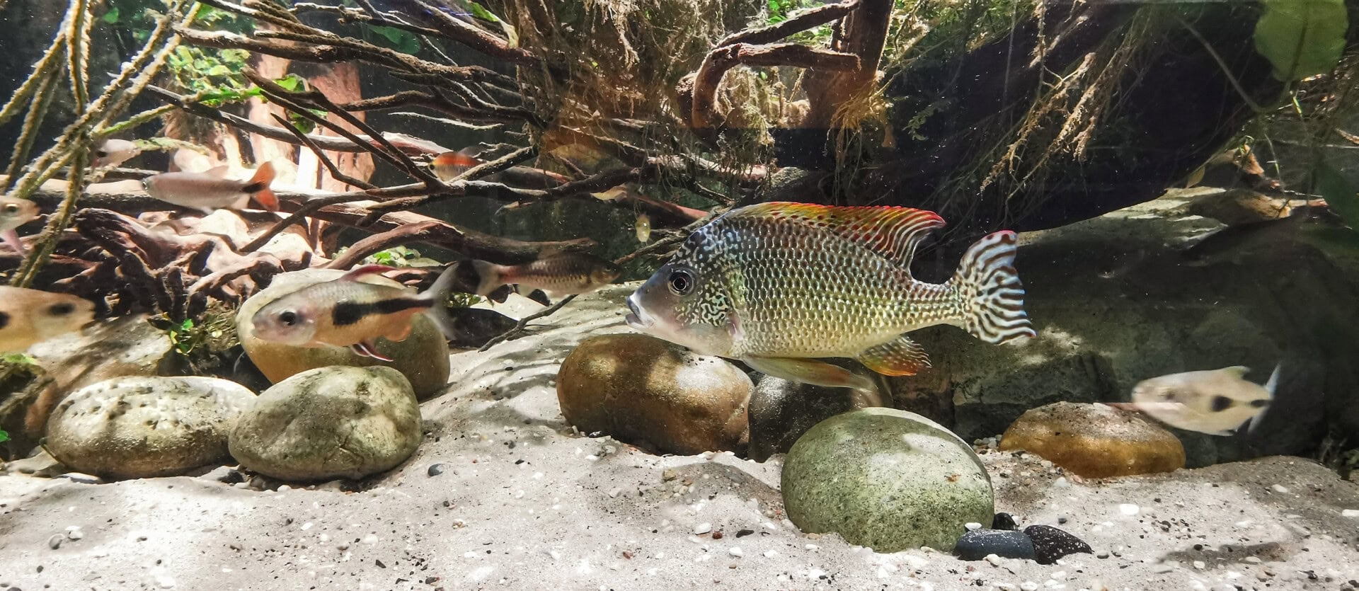 Hier können sich die Tychlochromis cf. lateralis, Bryconaethiops boulengeri und Brycinus poptae ganz wie zuhause fühlen.
