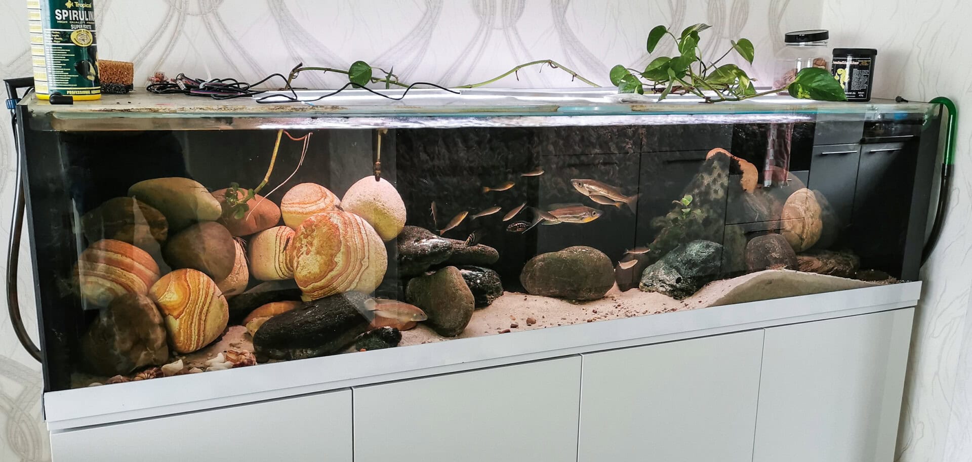 Ein großes Becken steht auch im Wohnzimmer des Aquarianers.