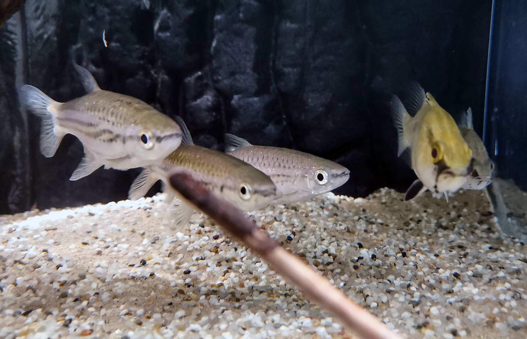 Hier leben Rasbora cephalotaenia und Glossamia aprion auf Kiesboden.