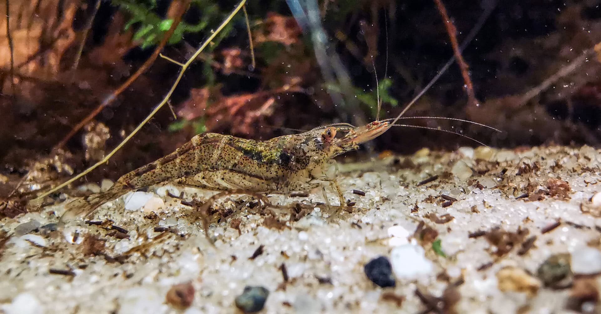 Auch Afrikanische Zwerggarnelen Caridina gaesumi haben in Neuss ein Zuhause.