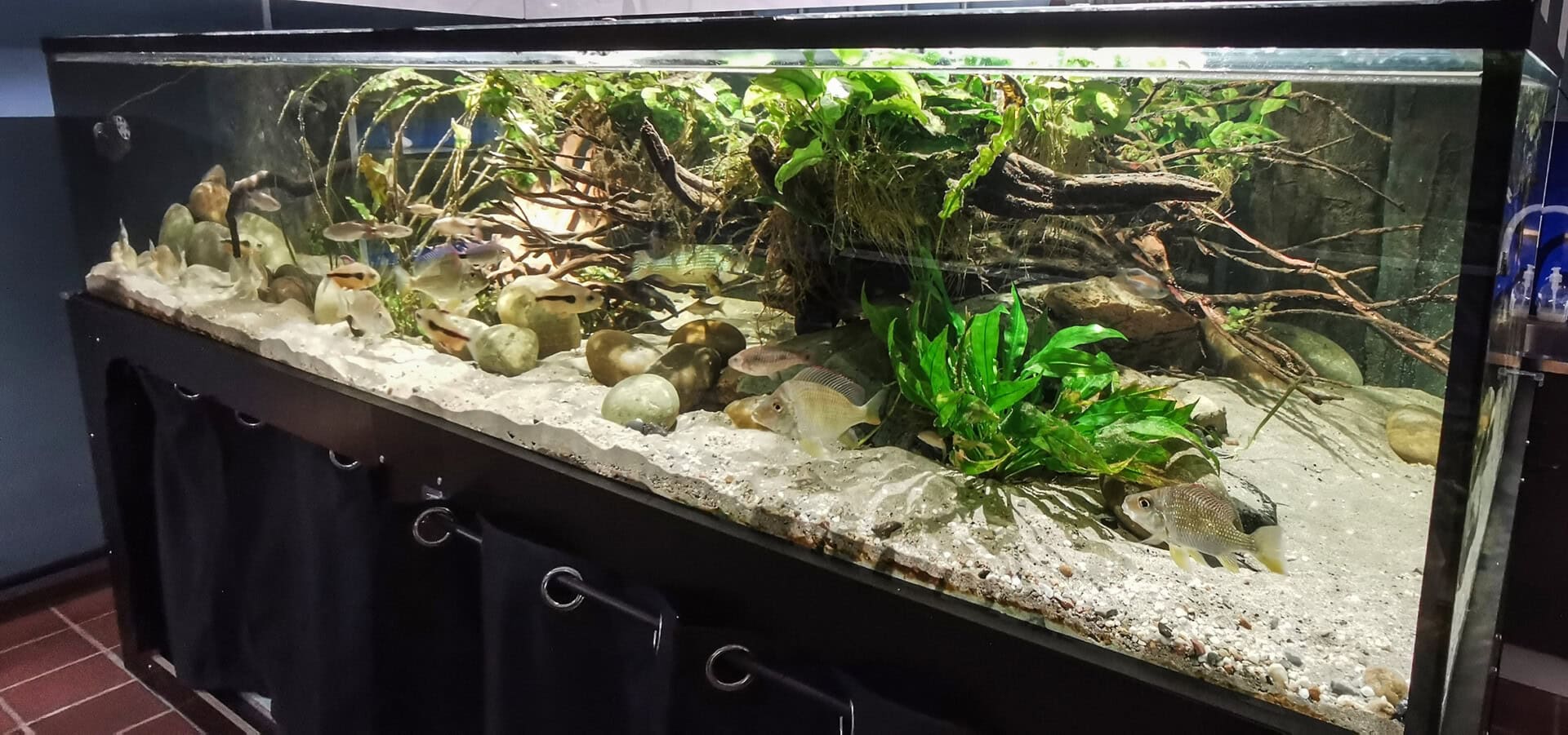 Der zentrale, 2,80 Meter lange Mittelpunkt im Aquaristikkeller.