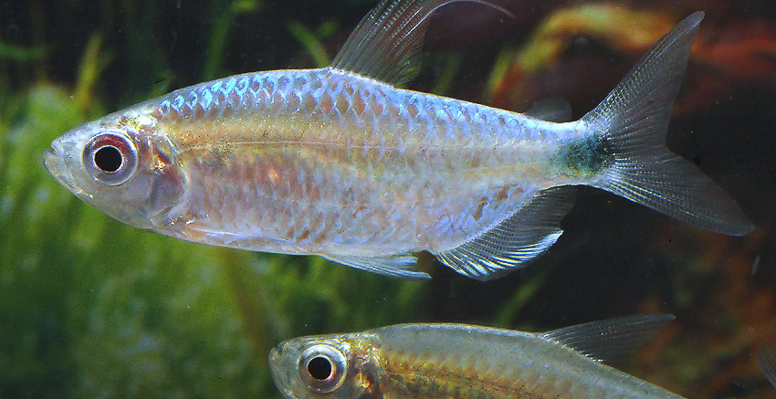 Alestopetersius smykalai