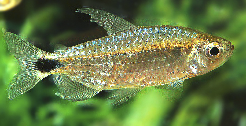 Alestopetersius smykalai