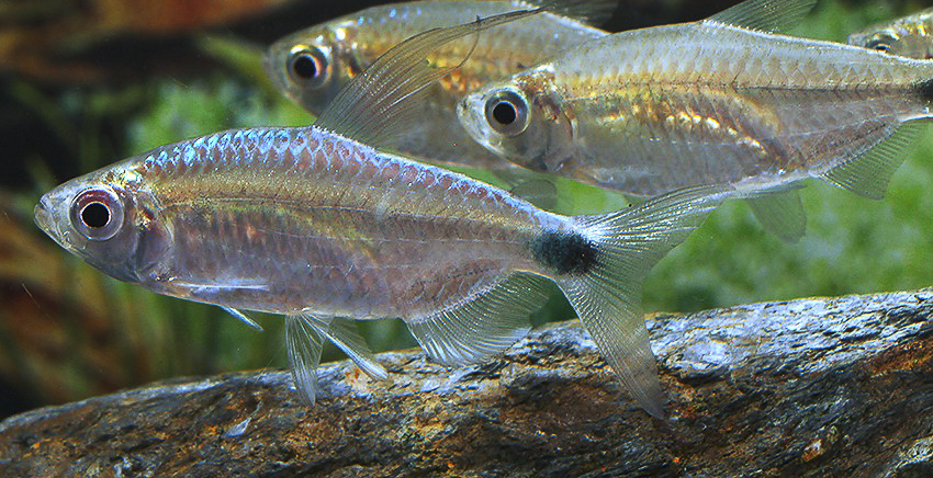 Alestopetersius smykalai