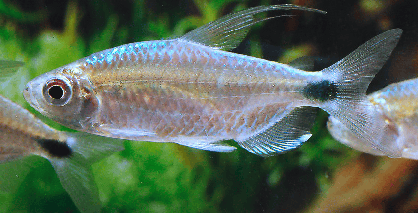 Alestopetersius smykalai