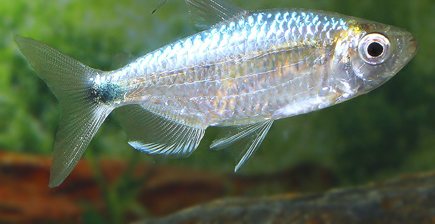 Alestopetersius smykalai