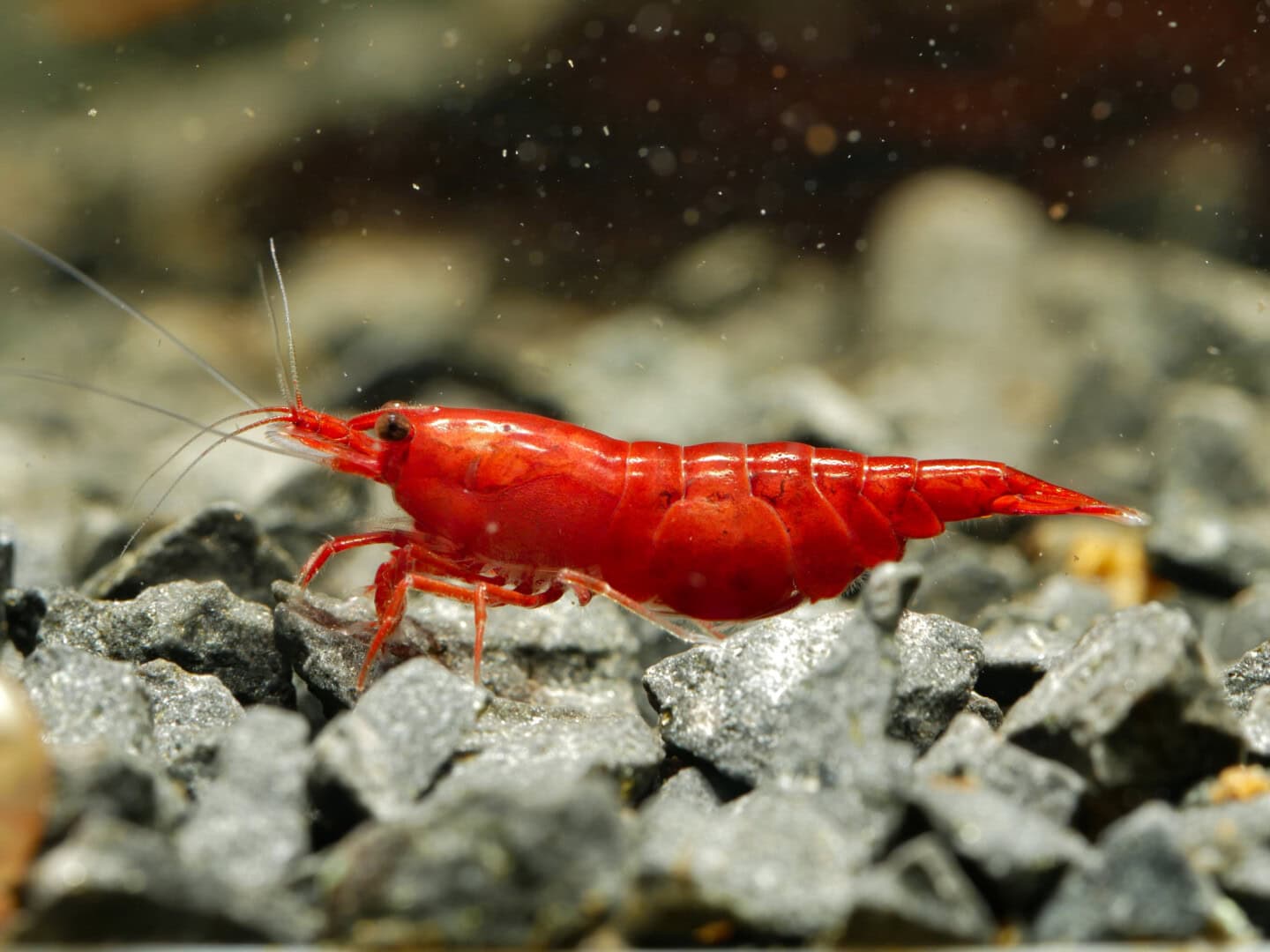 CAR2025 04 S1 Stoffwechselmodule 04 Ein stabiler Panzer – eine eindrucksvolle Einheit aus Protein-Chitin Fasern und Mineralstoffeinlagerungen mit darunterliegenden Chromatophor-Zellen.