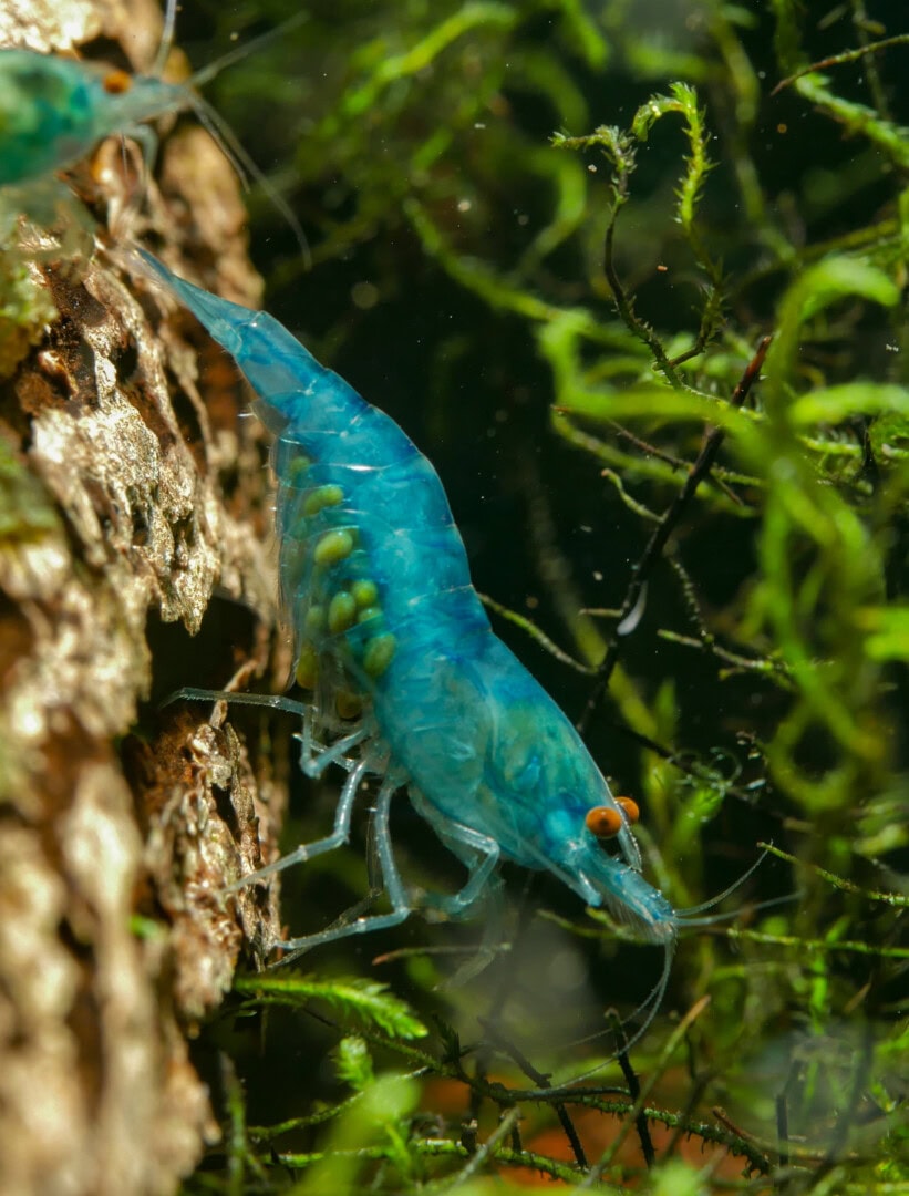 CAR2025 04 S1 Stoffwechselmodule 05 Tragendes Blue Jelly OE Weibchen mit deutlich sichtbarer Carotinoid-Einlagerung in den angehefteten Eiern.