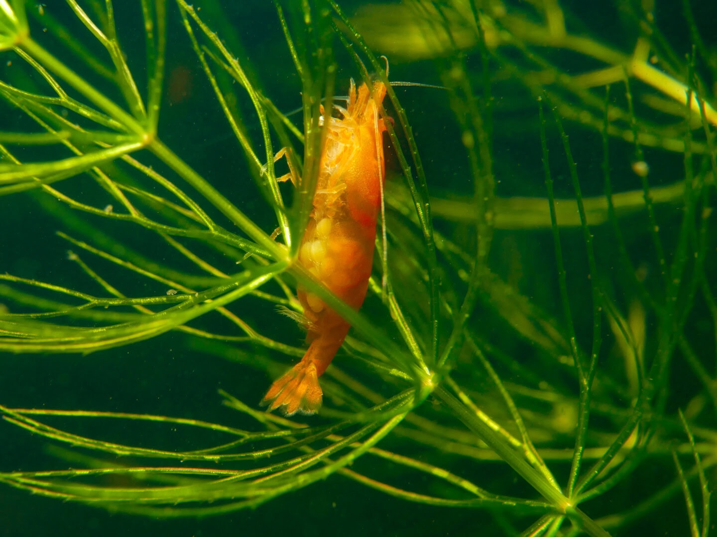 CAR2025 04 S1 Stoffwechselmodule 06 Bei Neocaridina-Weibchen hat die Fortpflanzung gegenüber dem Körperwachstum bei der Stoffflussverteilung im Stoffwechsel Vorrang.