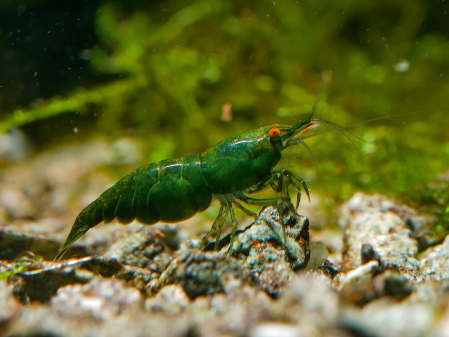 CAR2025 04 S1 Stoffwechselmodule 07 Green Jade OE - Nur eine Mischung aus blauen und gelben Chromatophor Zellen oder auch ein Effekt veränderter Crustacyanin Genvarianten?