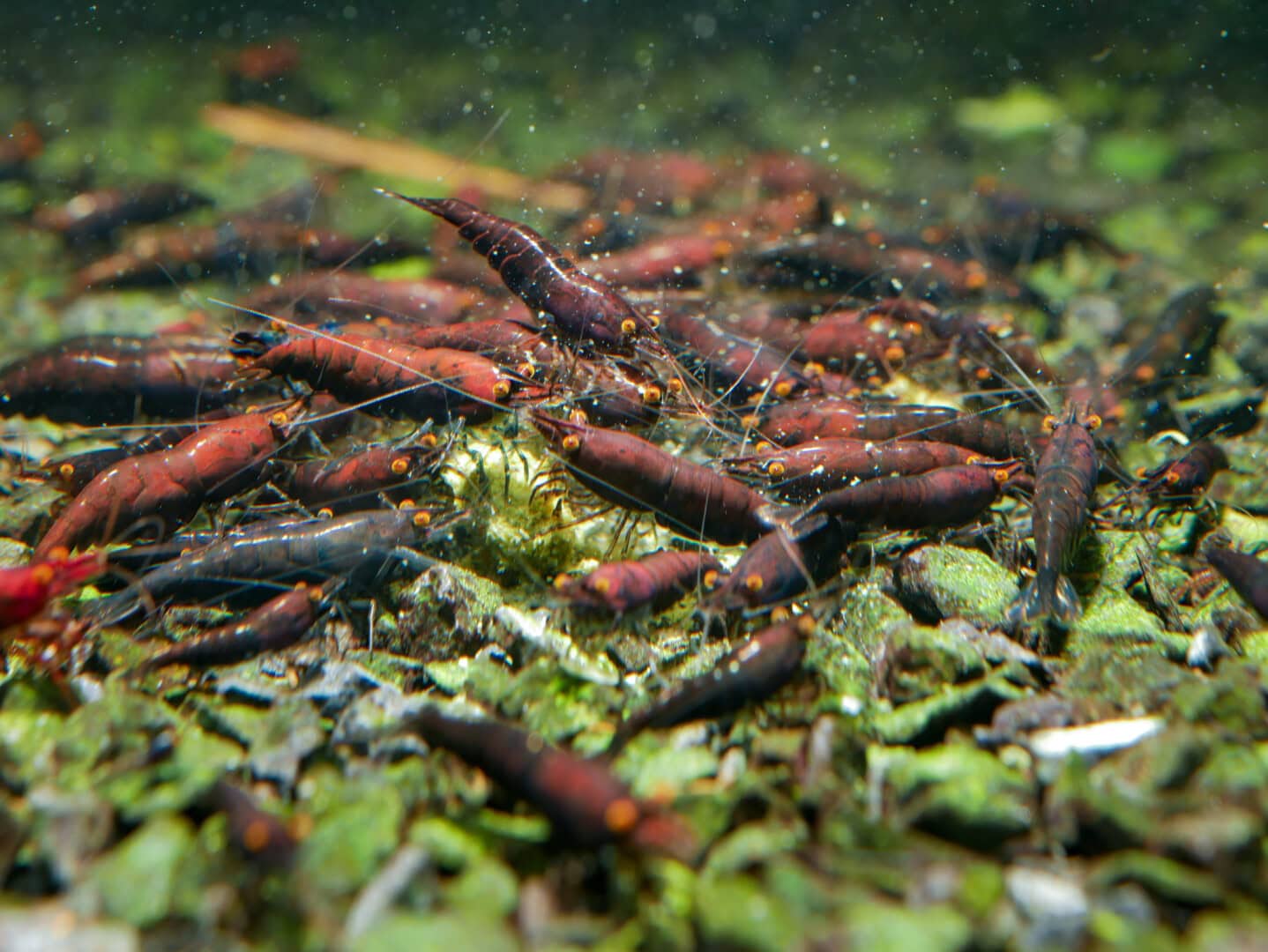 CAR2025 04 S1 Stoffwechselmodule 08 Die Vitalität von Garnelen beruht auf dem Gleichgewicht zwischen Nährstoffaufnahme, Stoffwechselaktivität und immunologischer Abwehr.