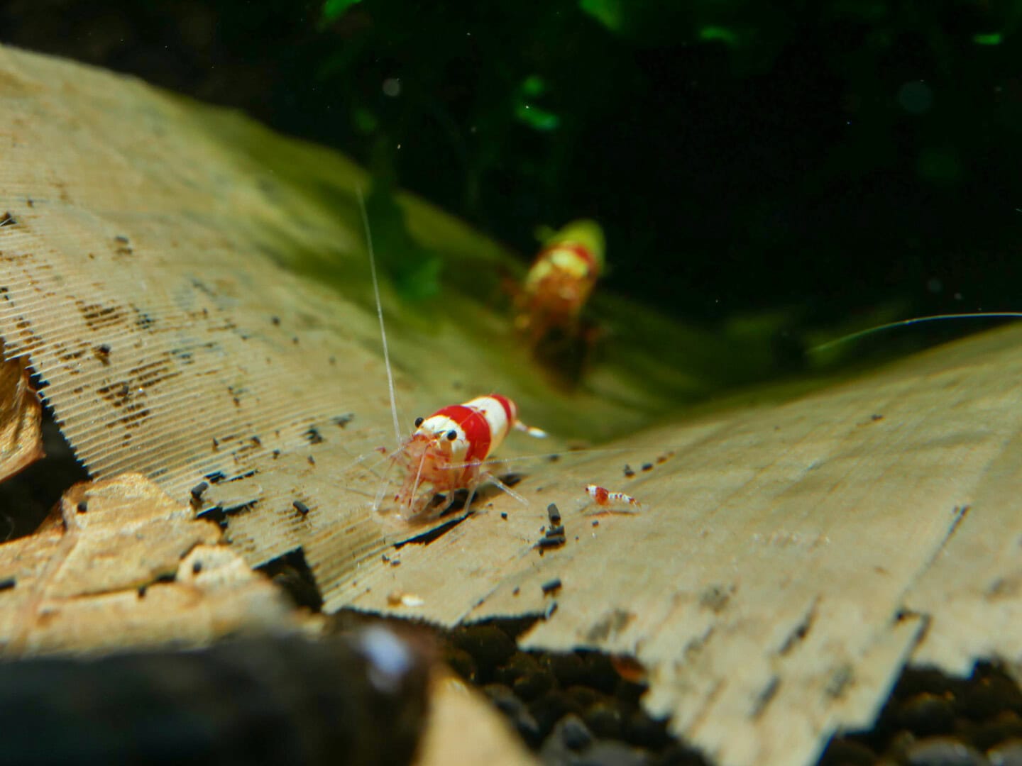 CAR2025 04 S1 Stoffwechselmodule 09 Von klein zu groß – ein Ergebnis hochgradig molekular vernetzter Stoffwechselprozesse.