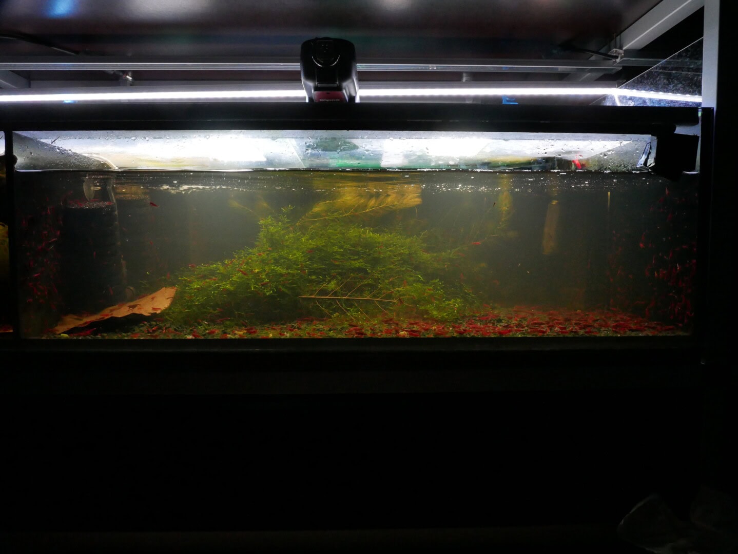 Ein gut laufendes Zuchtaquarium mit roten Neocaridina - schlicht, aber trotzdem optisch ansprechend. Foto: Philipp Baumann