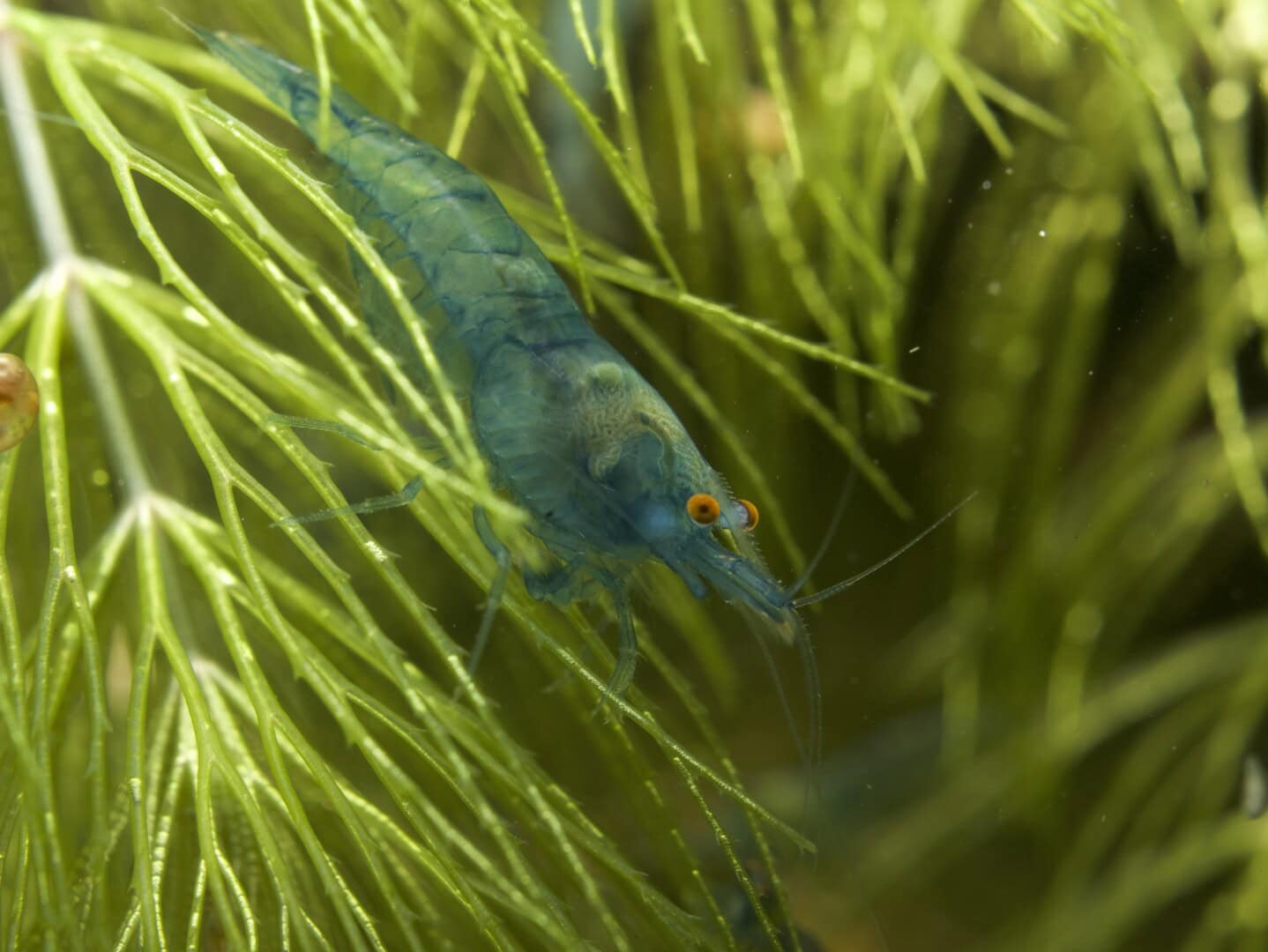 Das feinfiedrige wurzellose Hornkraut bietet dieser Blue Jelly OE ein Versteck und Biofilme zum Abweiden. Foto: Philipp Baumann
