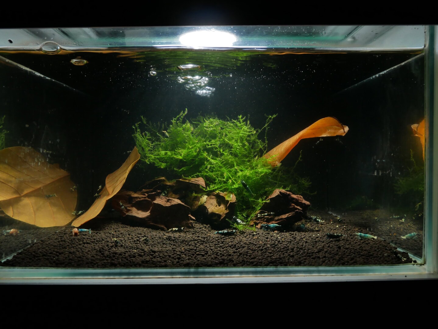 Auch dieses Becken für Caridina sp. OE beweist, dass Zuchtaquarien nicht langweilig sein müssen. Foto: Philipp Baumann