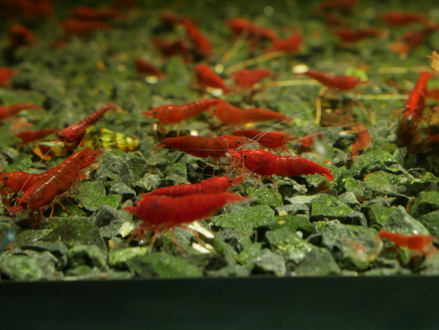 Den Algenbelag auf dem Bodengrund grasen die Bloody Marys (Neocaridina davidi) gerne ab. Foto: Philipp Baumann