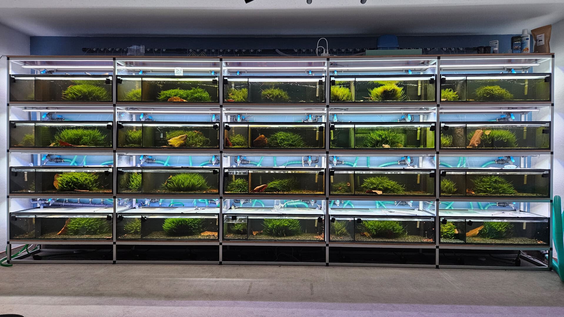 Ein Aquarienblock mit Zuchtaquarien für Neocaridina – mit genügend Platz für Zuchtselektion. Foto: Philipp Baumann