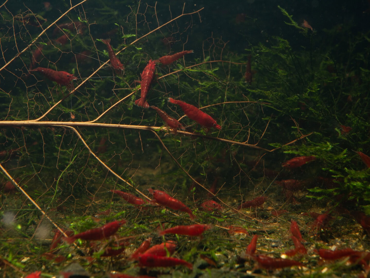 Einblick in ein Zuchtaquarien mit Neocaridina. Foto: Philipp Baumann