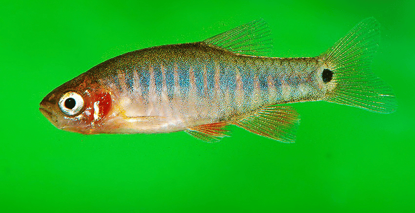 Celestichthys erythromicron