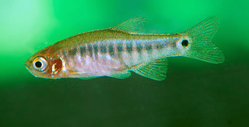 Celestichthys erythromicron