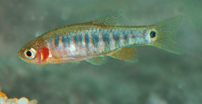 Celestichthys erythromicron