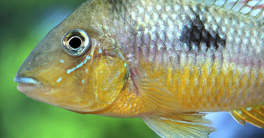Gymnogeophagus constellatus
