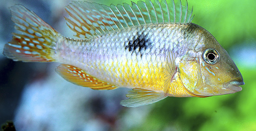 Gymnogeophagus constellatus