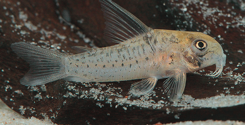 Hoplisoma sp. CW218 2 Hoplisoma sp. CW218