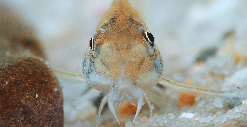 Hoplisoma sp. CW218 3 Hoplisoma sp. CW218