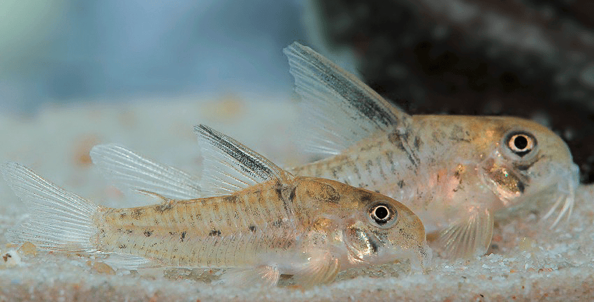 Hoplisoma sp. CW218 5 Hoplisoma sp. CW218