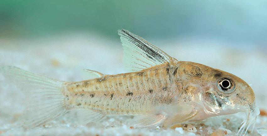 Hoplisoma sp. CW218 6 Hoplisoma sp. CW218