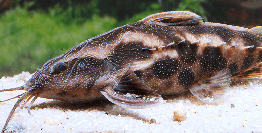 Megalodoras uranoscopus