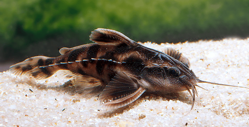 Megalodoras uranoscopus