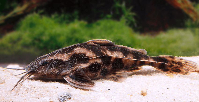 Megalodoras uranoscopus