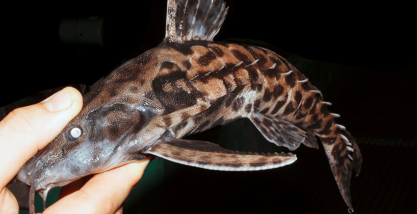 Megalodoras uranoscopus