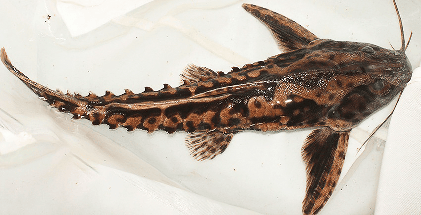 Megalodoras uranoscopus