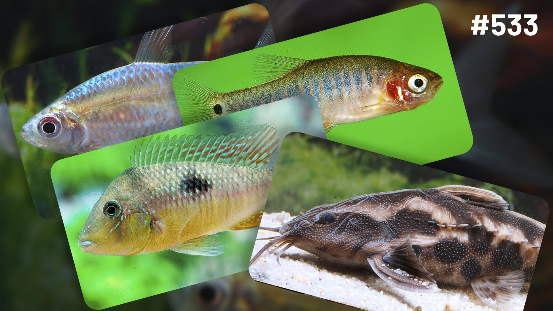 Raritäten & Neuimporte im Fokus 533: Ein Streifzug durch die Welt der Aquarienbewohner