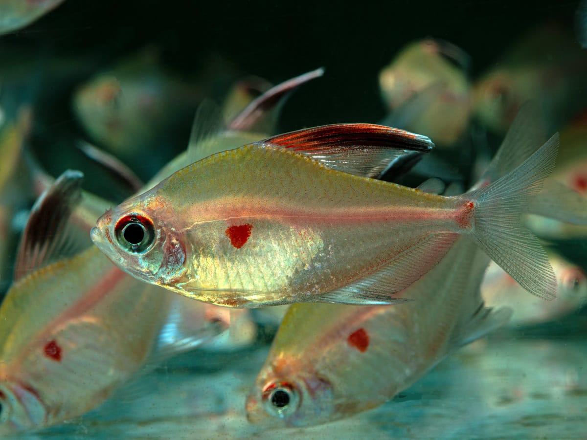 ZA186 Hyphessobrycon erythrostigma - Fahnen-Kirschflecksalmler, WF-PER