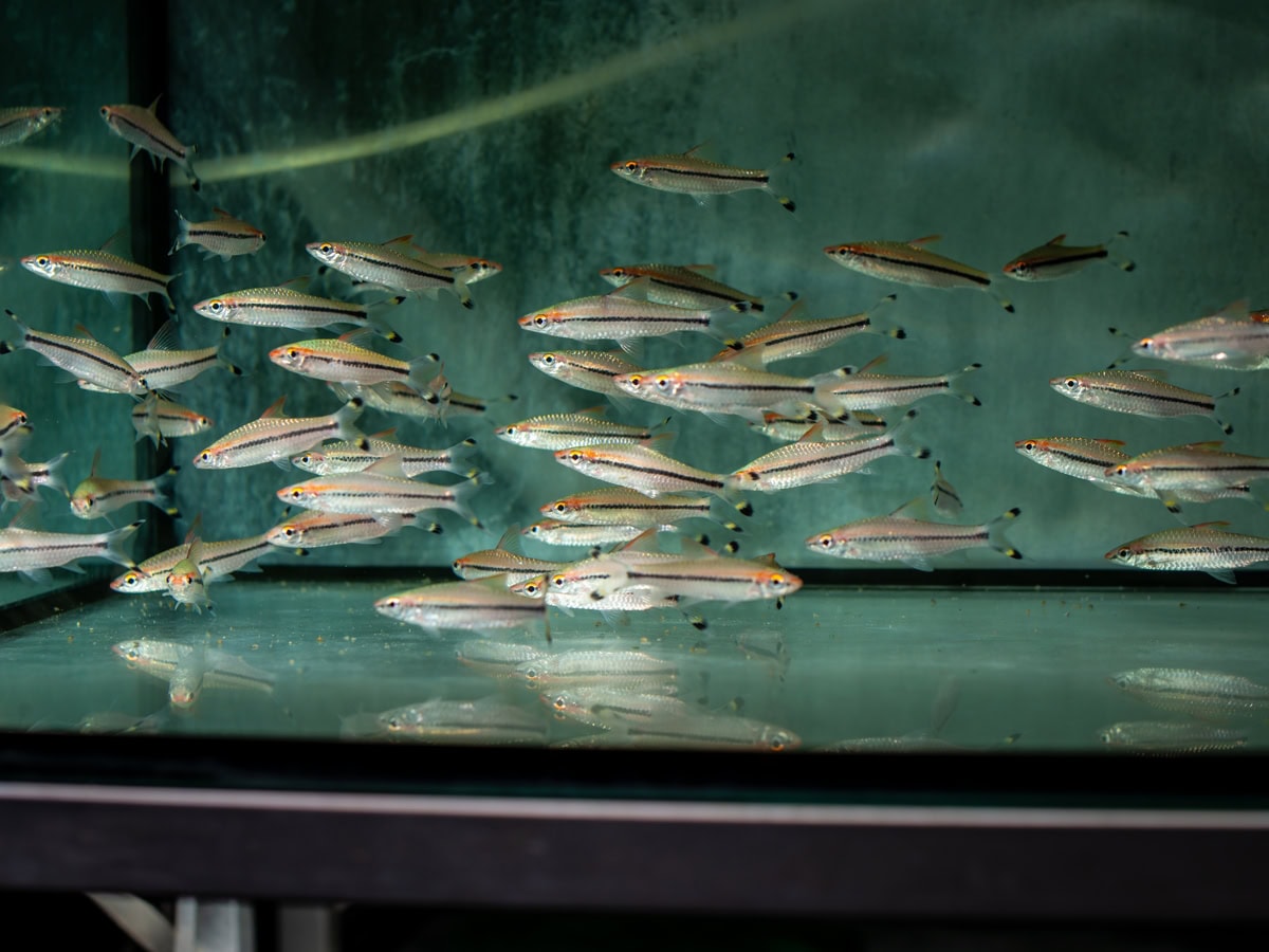 ZB223 Sahyadria denisonii - Feuerstreifen-Haibarbe, NZ