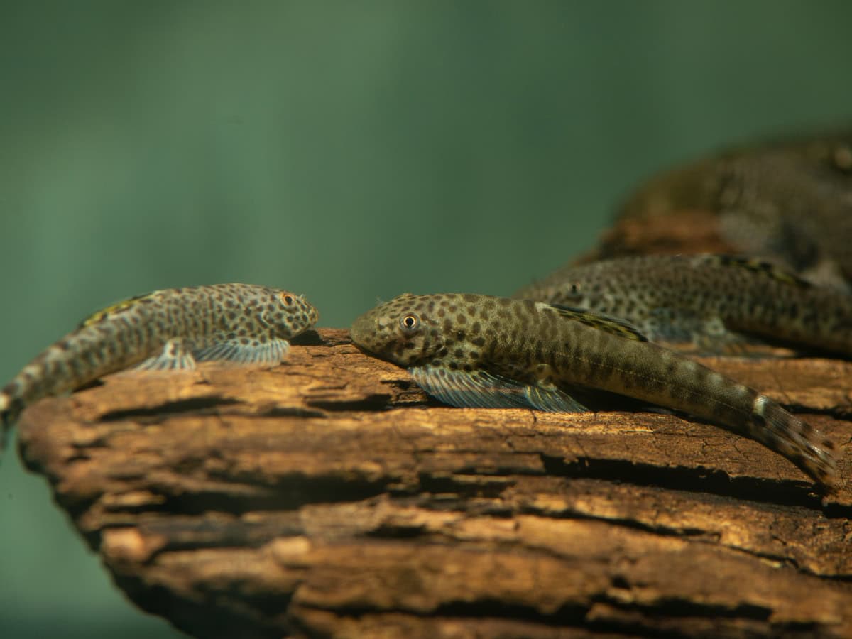 ZC324 Labigastromyzon fangi - Zebrastreifen-Flossensauger, WF-CHN