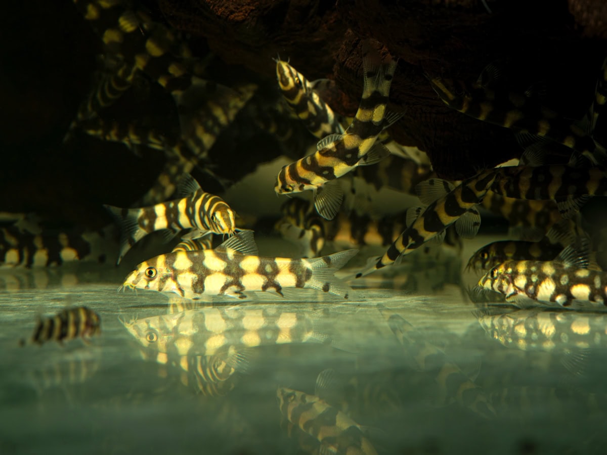 ZC573 Botia kubotai - Domino-Prachtschmerle, WF-MMR