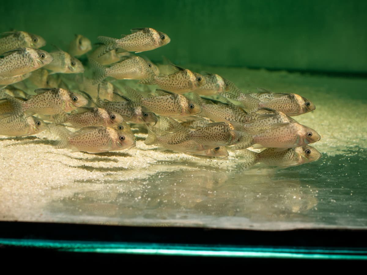 ZD302 Corydoras agassizii - Silberstreifen-Panzerwels, WF