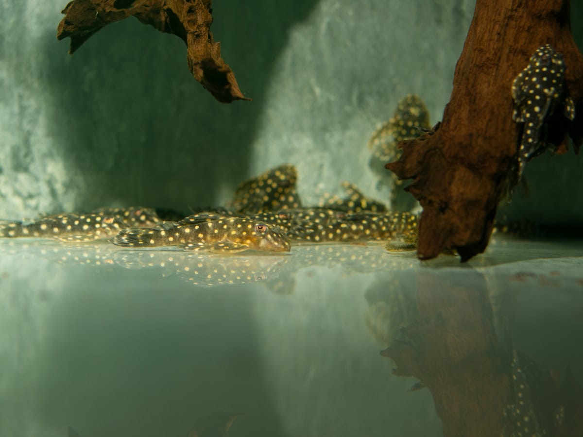 ZEL2013 Hypancistrus sp. "L201" - L 201 Weißpunkt-Pleco, WF