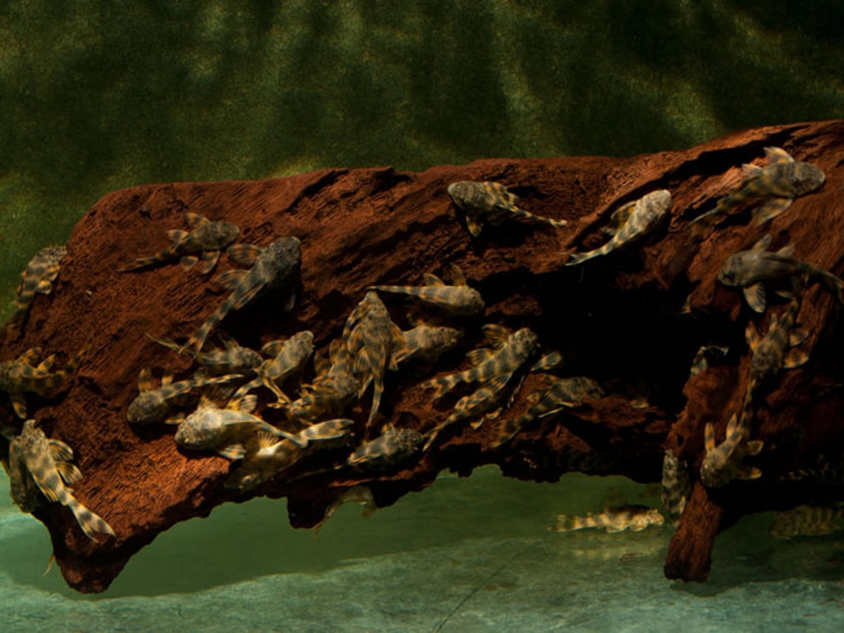 ZEL387 Ancistomus/Peckoltia sp. - L 387 Pracht-Zwergschilderwels, WF