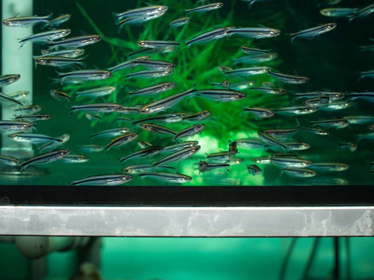 ZF363 Pareutropius buffei/vandew. - Schwalbenschwanz-Glaswels, WF