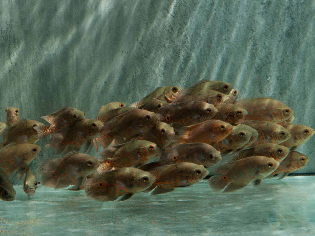 ZH21 Astronotus ocellatus "Red Tiger" - Roter Tiger-Oskar, EUNZ