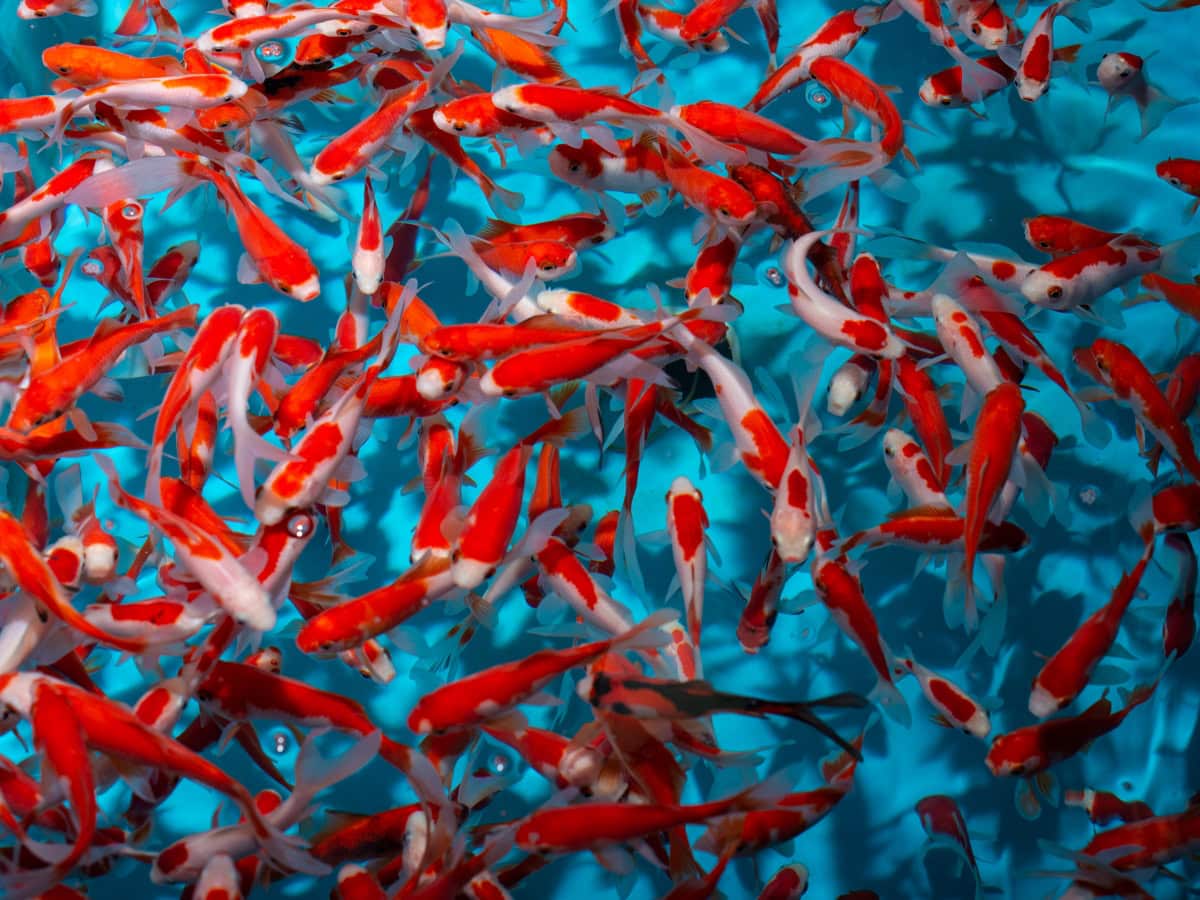 ZT05811 Carassius auratus "Komet Sarasa" - Sarasa-Goldfisch, NZ-ISR